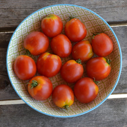 Tomate 'Glacier' bio