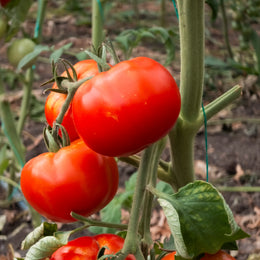 Tomate ancienne 'Manitoba'