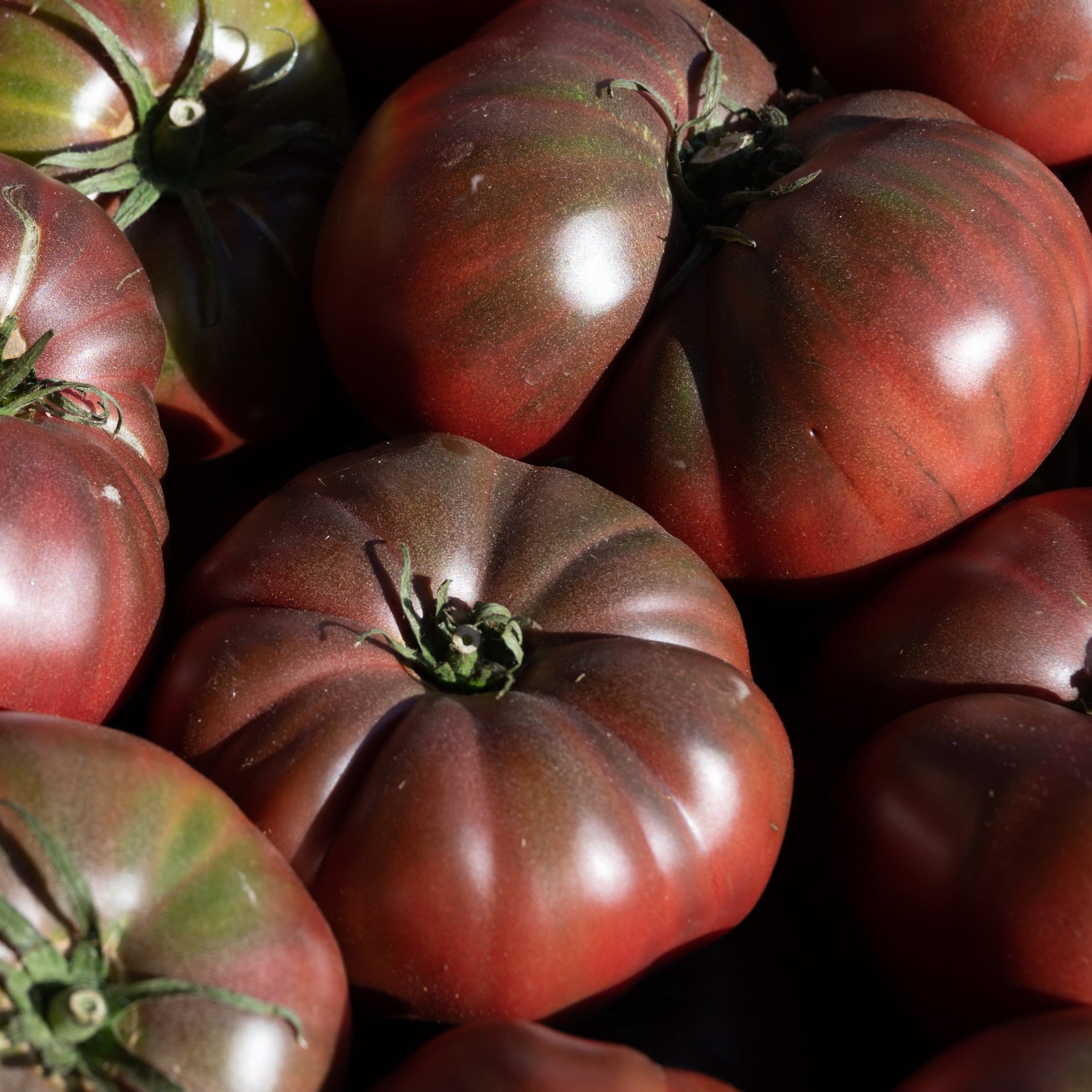 Tomate brune 'Cappuccino'