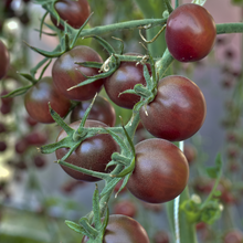 Cherry tomato Chocolate Cherry