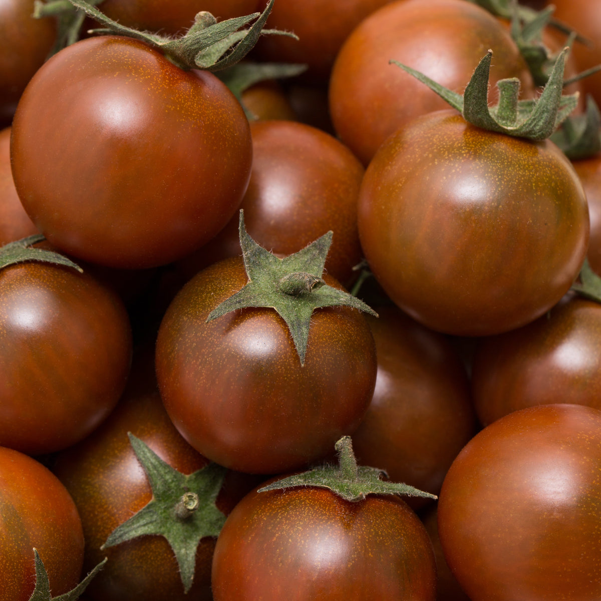 Photo de Tomate cerise Chocolate Cherry F1. La couleur caractéristique est : rouge noir. Le visuel permet d'observer les contours, les teintes et la disposition des éléments présentés. Les détails de forme et les contrastes donnent un aperçu de l'apparence de cette plante ou de sa récolte. Cette photographie accompagne la variété nommée afin de l'identifier dans la sélection de semences.