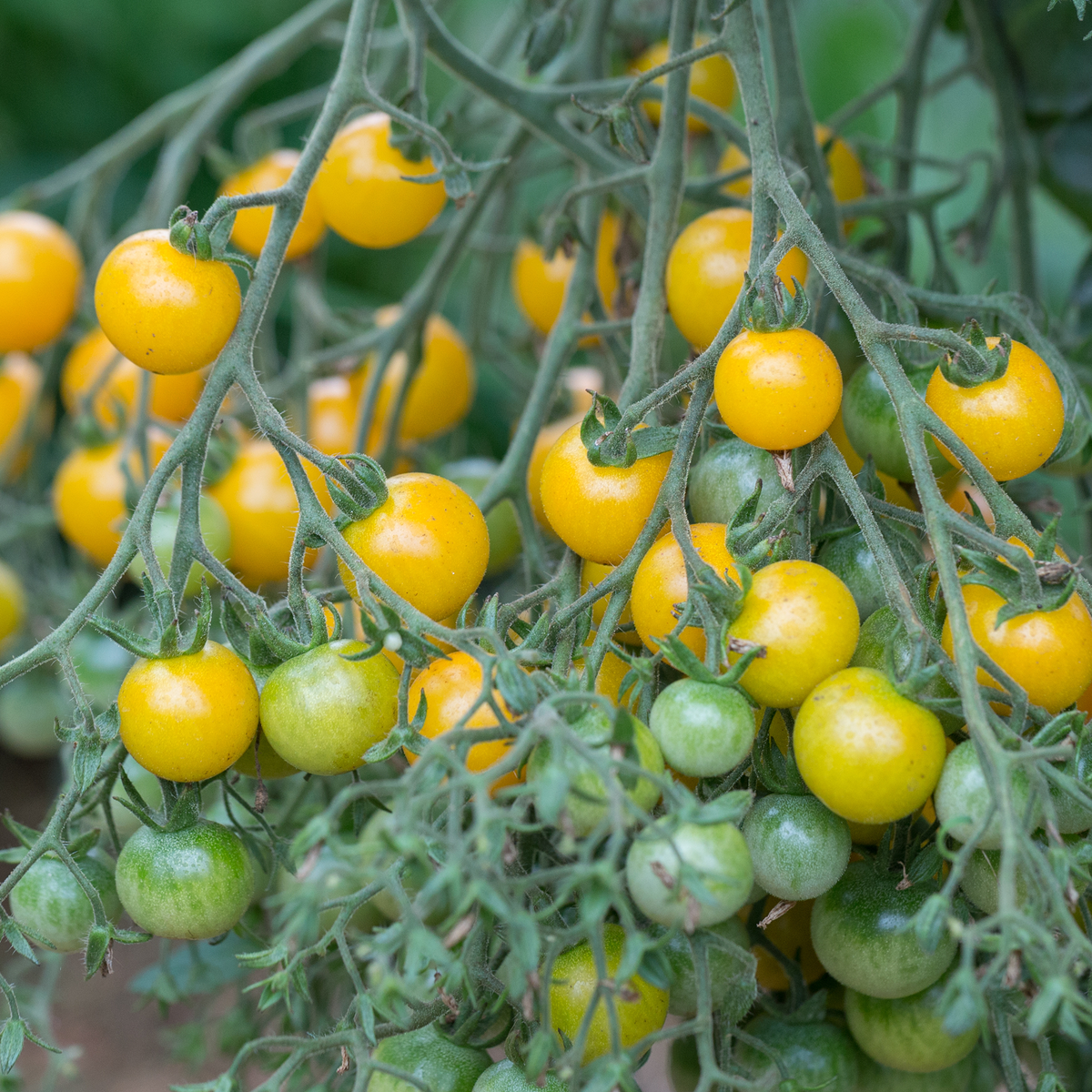 Lemon Cherry Tomato
