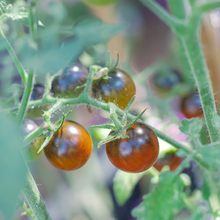 Midnight Snack cherry tomato (red)