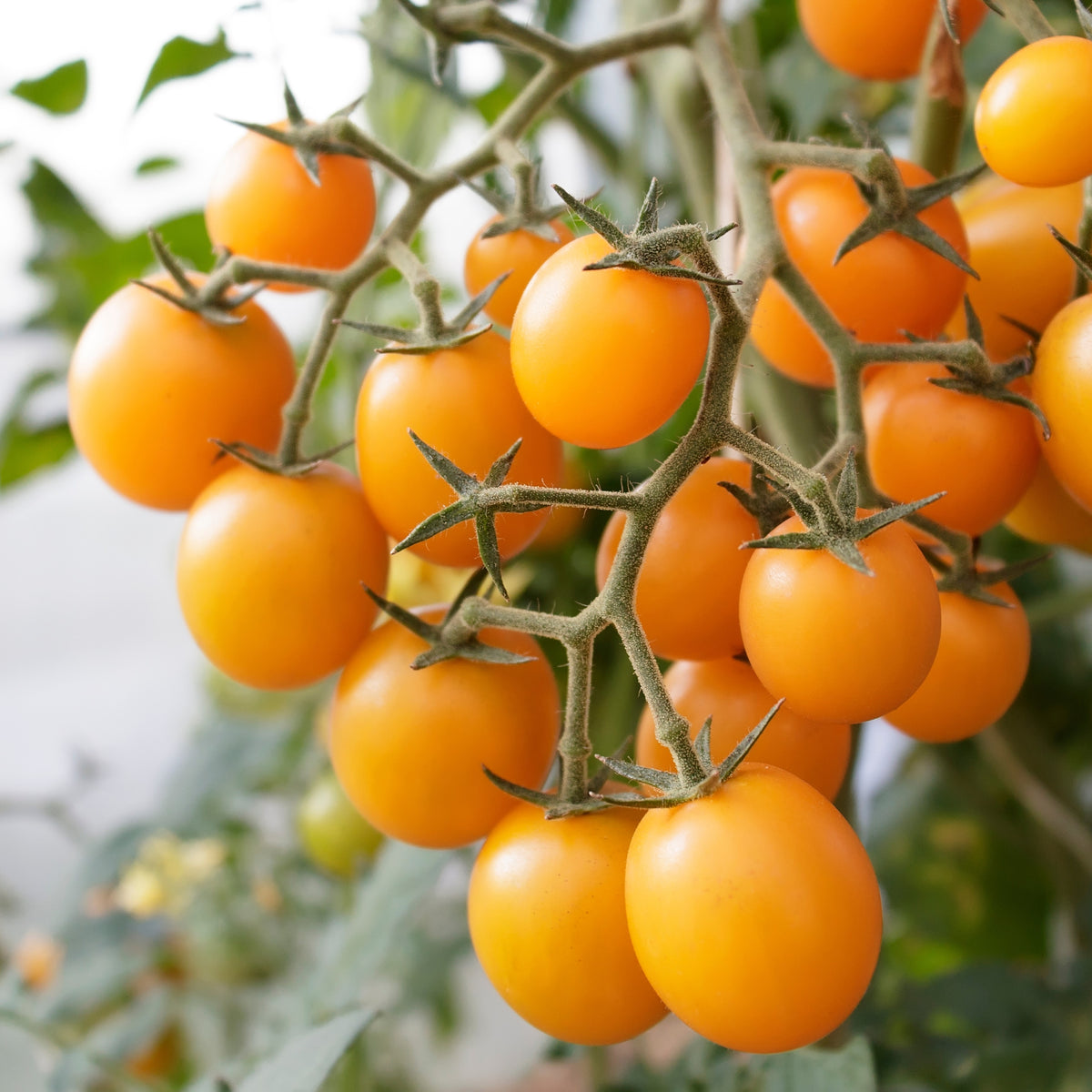 Photo de Tomate cerise Orangeto F1. Gagnante de l'All America Selection 2020, elle produit des fruits sucrés et juteux, pesant entre 20 et 25 g. La couleur caractéristique est : orange. Le visuel permet d'observer les contours, les teintes et la disposition des éléments présentés. Les détails de forme et les contrastes donnent un aperçu de l'apparence de cette plante ou de sa récolte.
