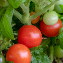 Red Robin cherry tomato