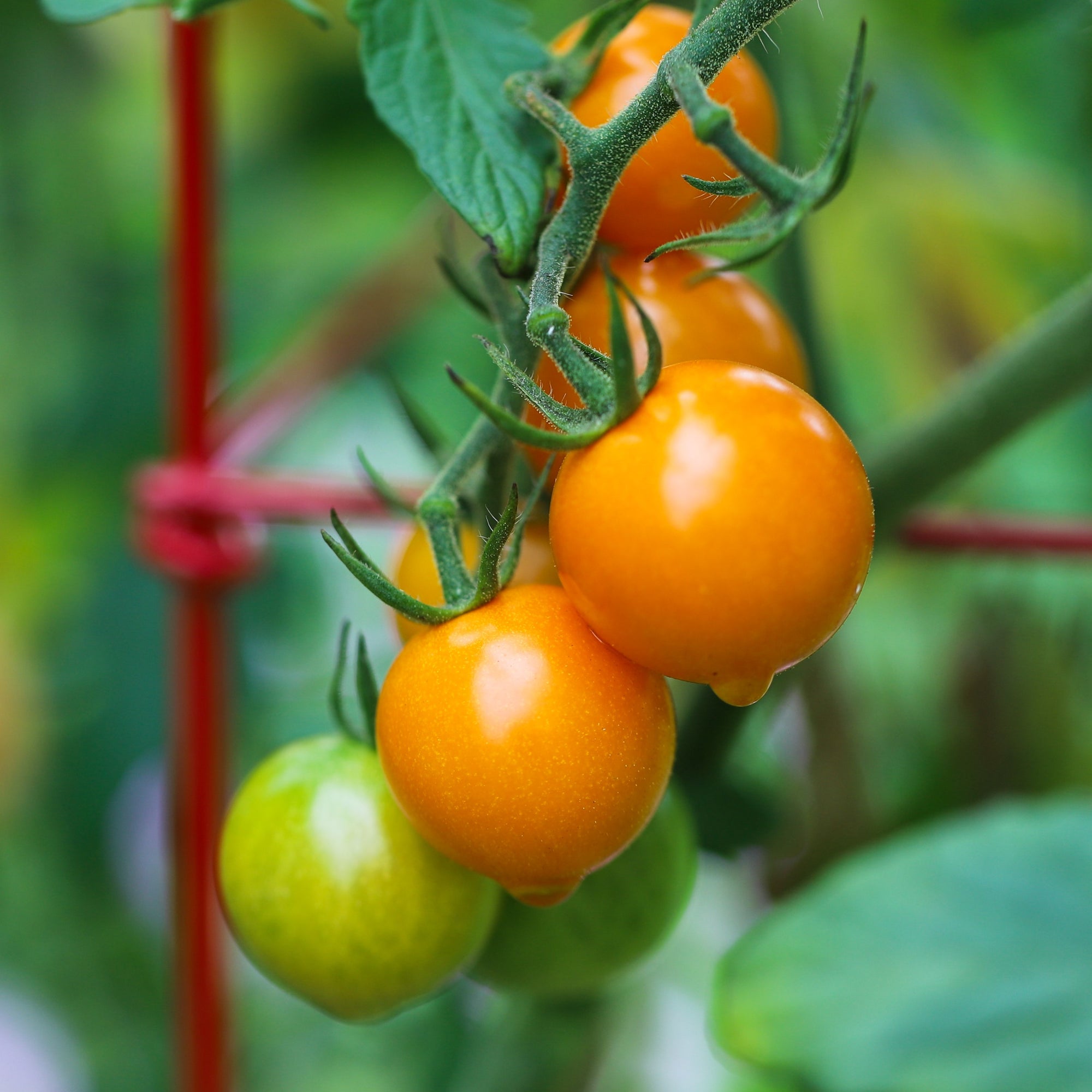 Photo de Tomate cerise Sun Gold F1. Ses petits fruits ronds de couleur orange foncé apportent une explosion de douceur à chaque bouchée. La couleur caractéristique est : orange. Le visuel permet d’observer les contours, les teintes et la disposition des éléments présentés. Les détails de forme et les contrastes donnent un aperçu de l’apparence de cette plante ou de sa récolte.