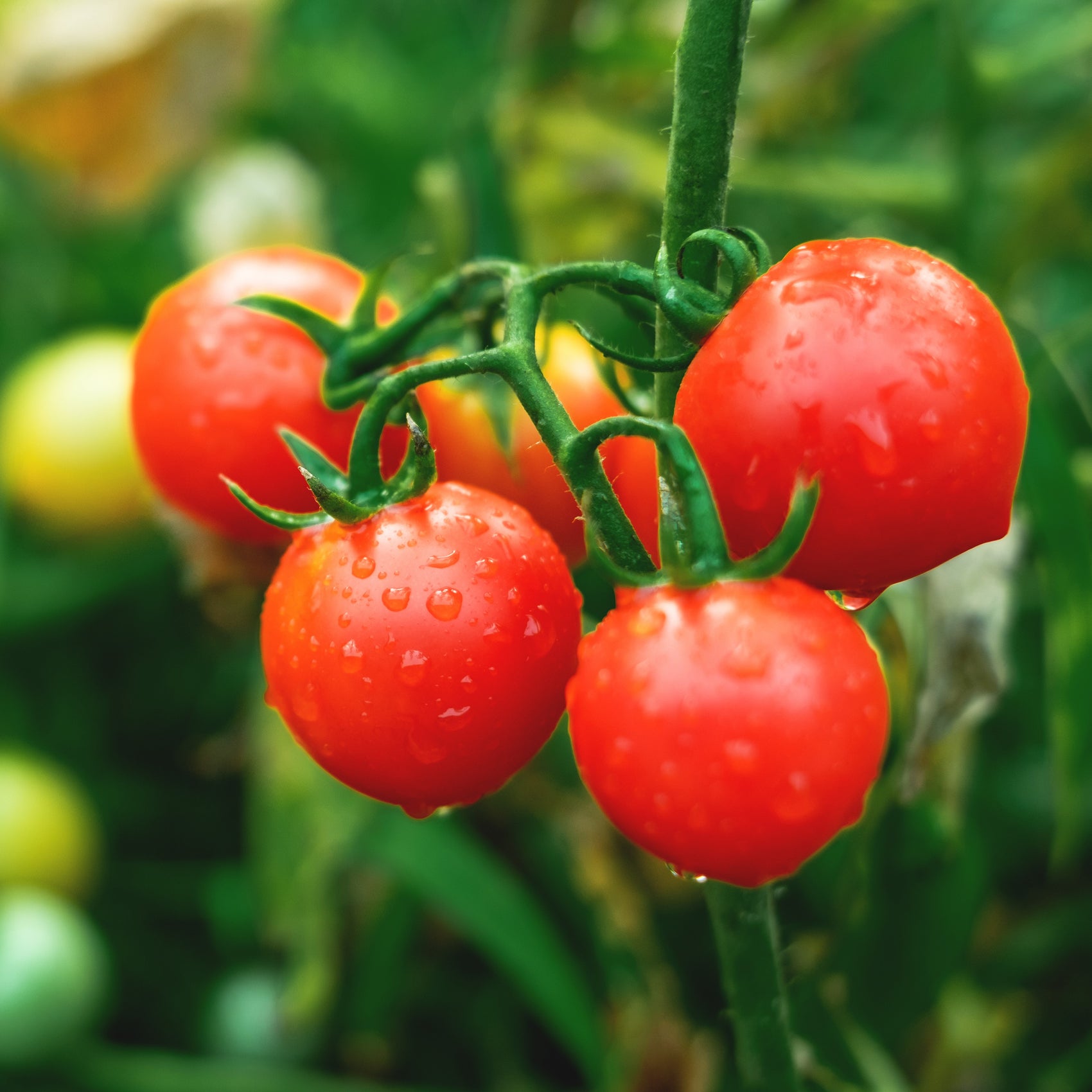 Photo de Tomate cerise Sweet 100 F1. La couleur caractéristique est : rouge. Le visuel permet d’observer les contours, les teintes et la disposition des éléments présentés. Les détails de forme et les contrastes donnent un aperçu de l’apparence de cette plante ou de sa récolte. Cette photographie accompagne la variété nommée afin de l’identifier dans la sélection de semences.
