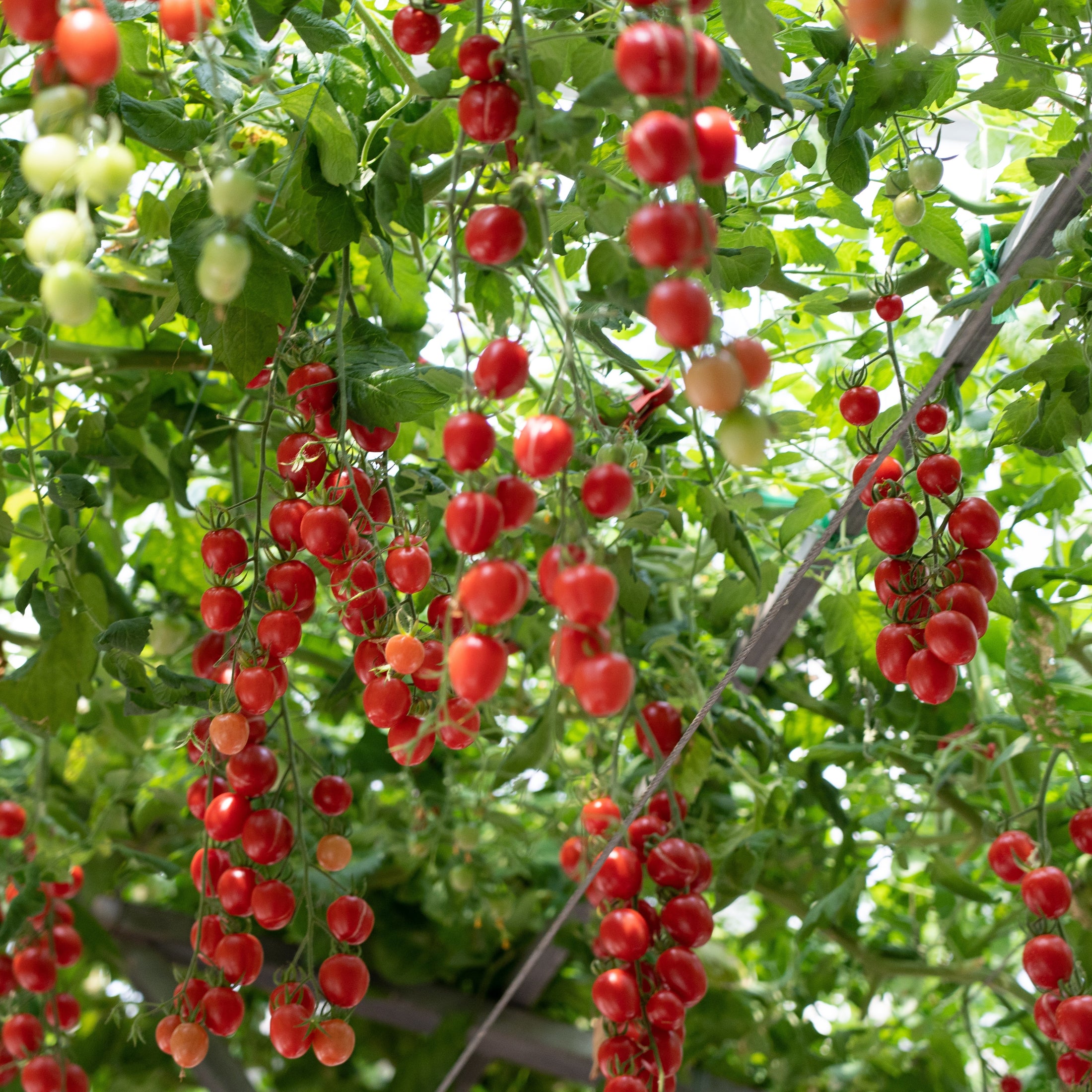 Sweet Treats F1 Cherry Tomato
