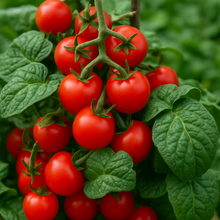 Tomate cerise Sweet 'n' Neat Scarlet