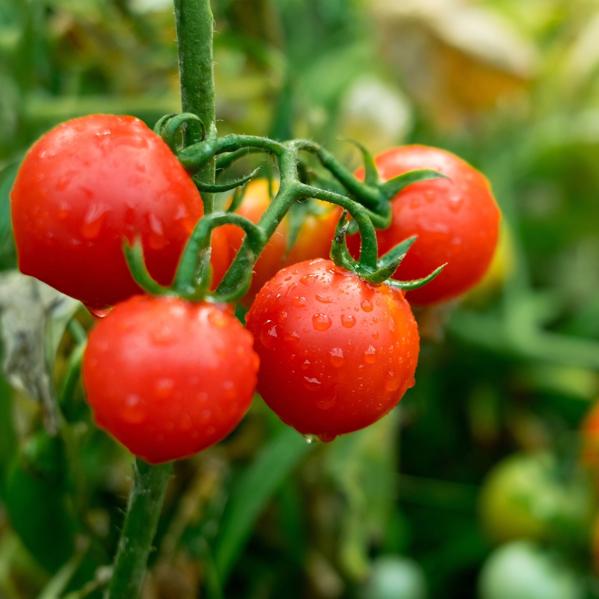 Tomate cerise Topsy Tom