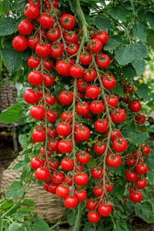 Organic 'Sweetie' cherry tomato