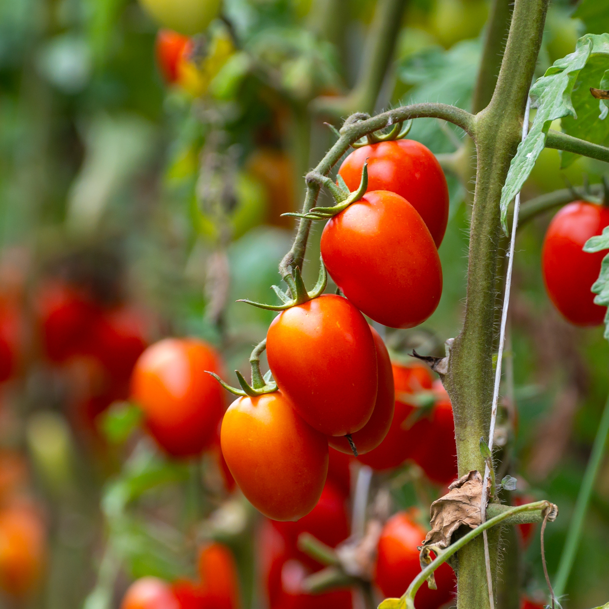 Fantastico Cherry Tomato