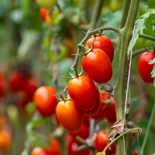 Fantastico Cherry Tomato