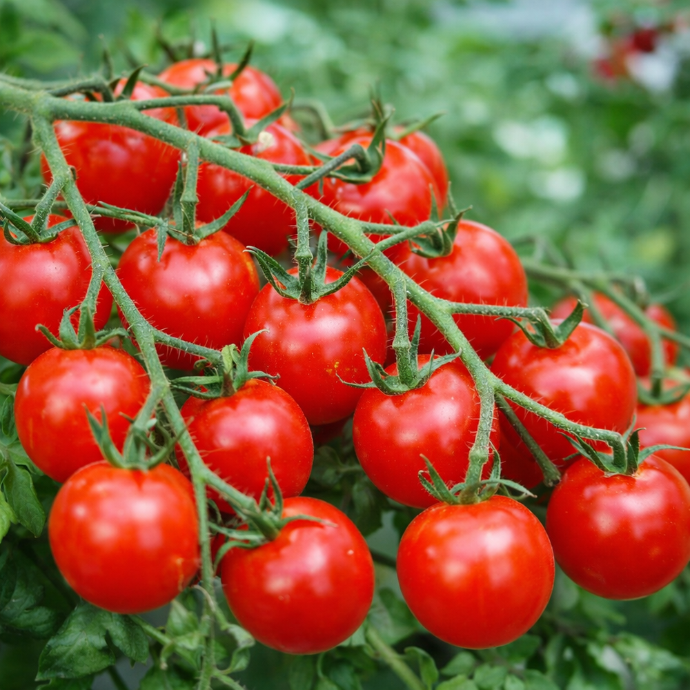 Tomate cerise rouge 'Sweetie' bio