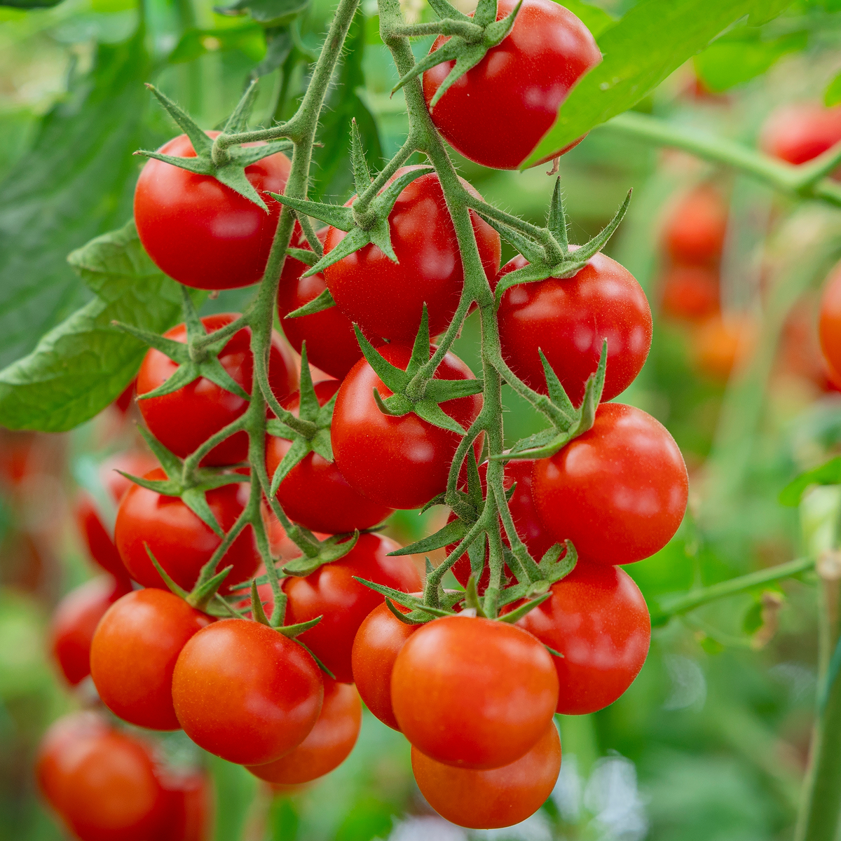 Tomate cerise Tumbler F1