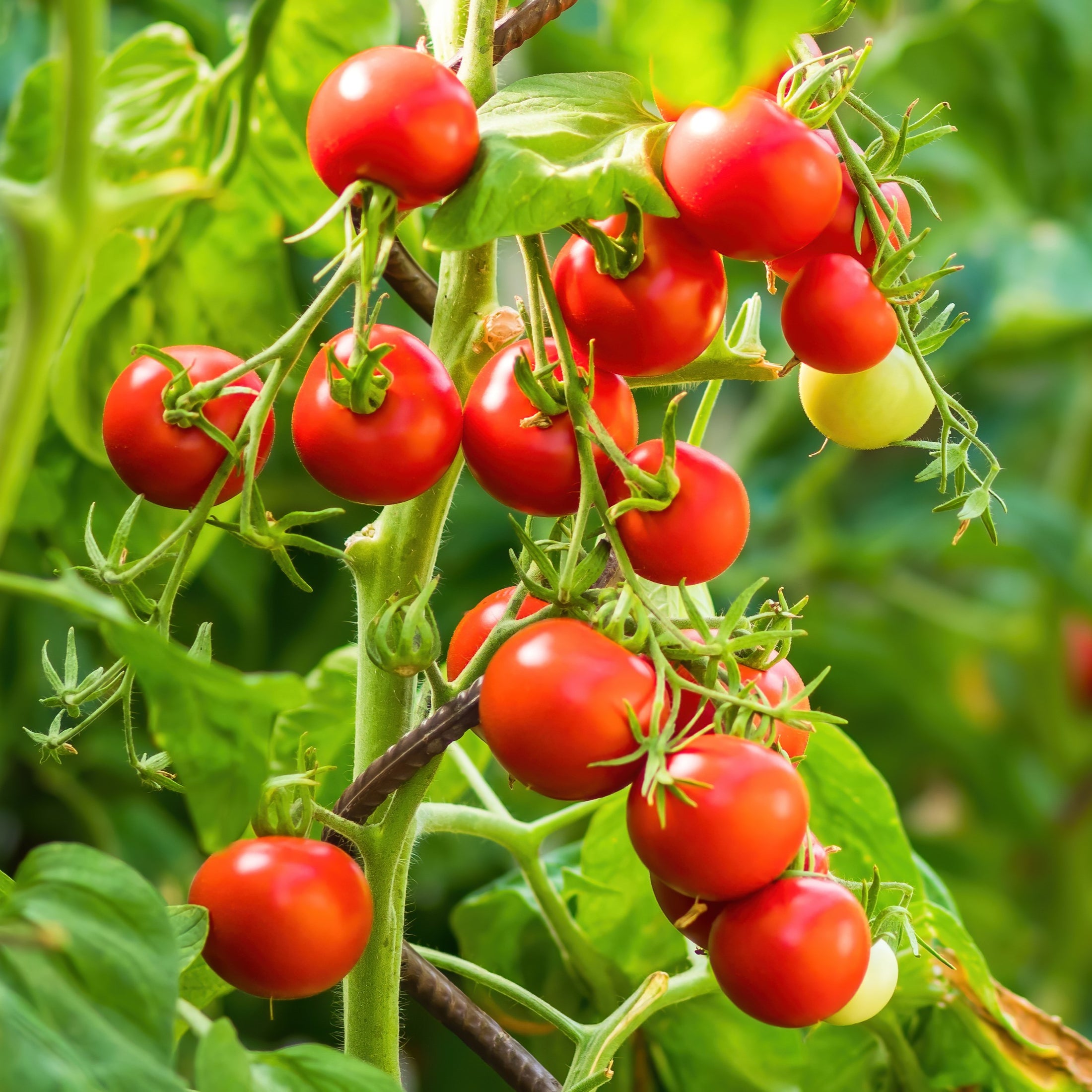 Sturdy Jo F1 cocktail tomato - Patio Collection