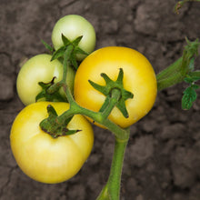 'Golden Queen' Tomato