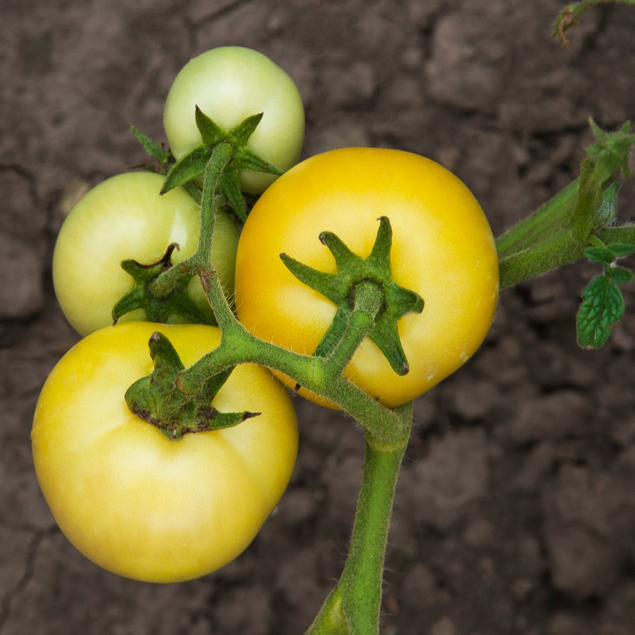 'Golden Queen' Tomato