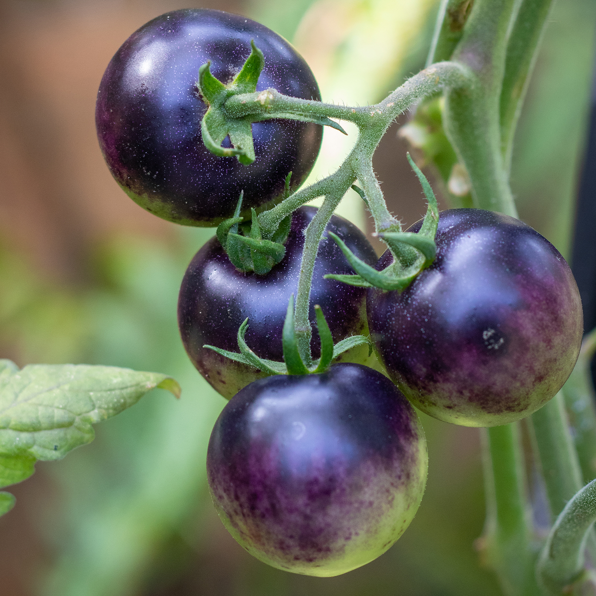 Indigo Cherry Tomato