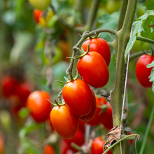 Little Napoli cherry tomato