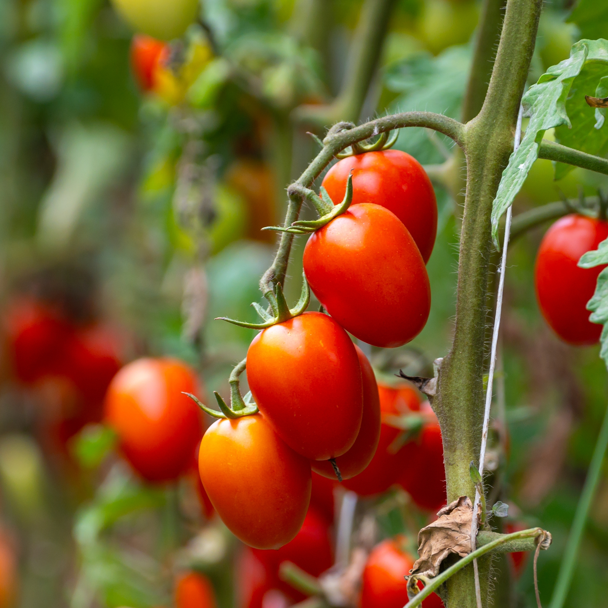 Little Napoli cherry tomato