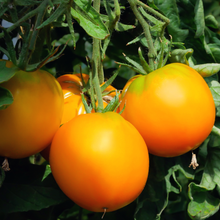 Tomate orange Jubilee