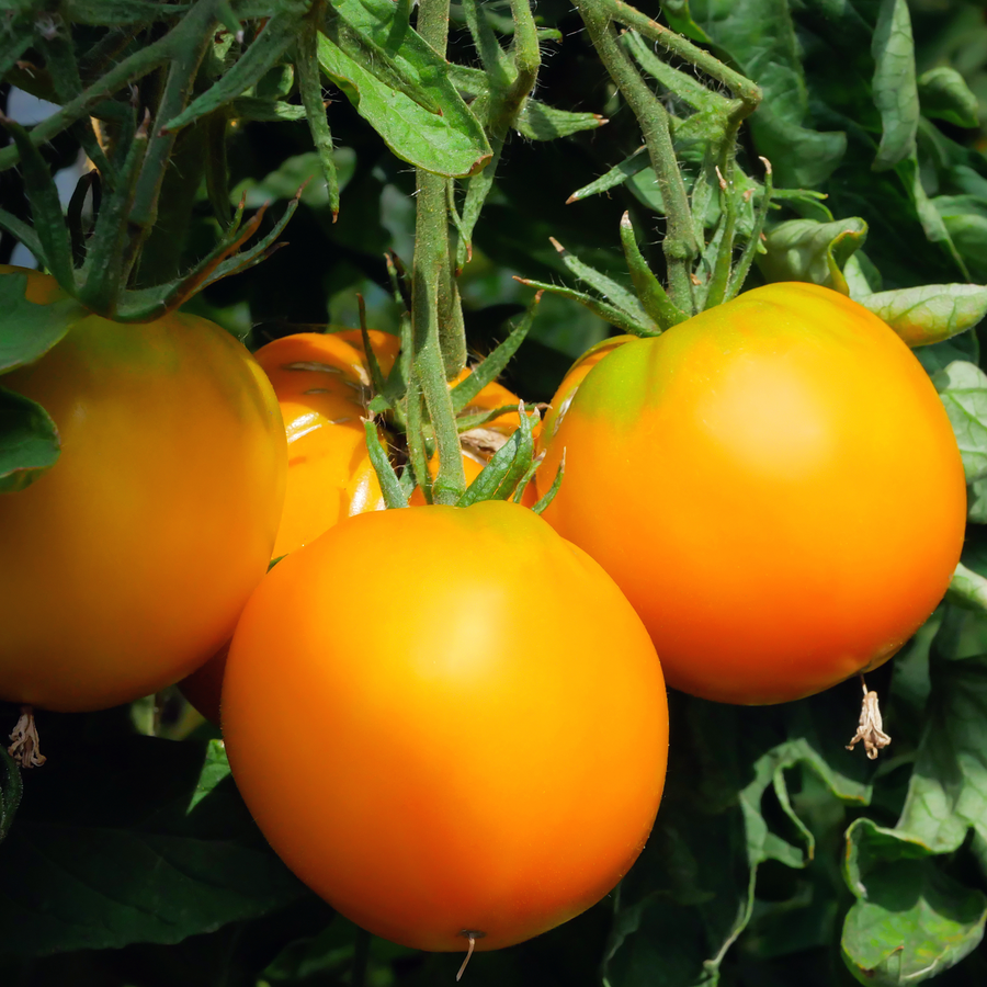 Tomate orange Jubilee