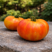 Tomate orange ‘Striped German’ (<em>Solanum lycopersicum</em>)