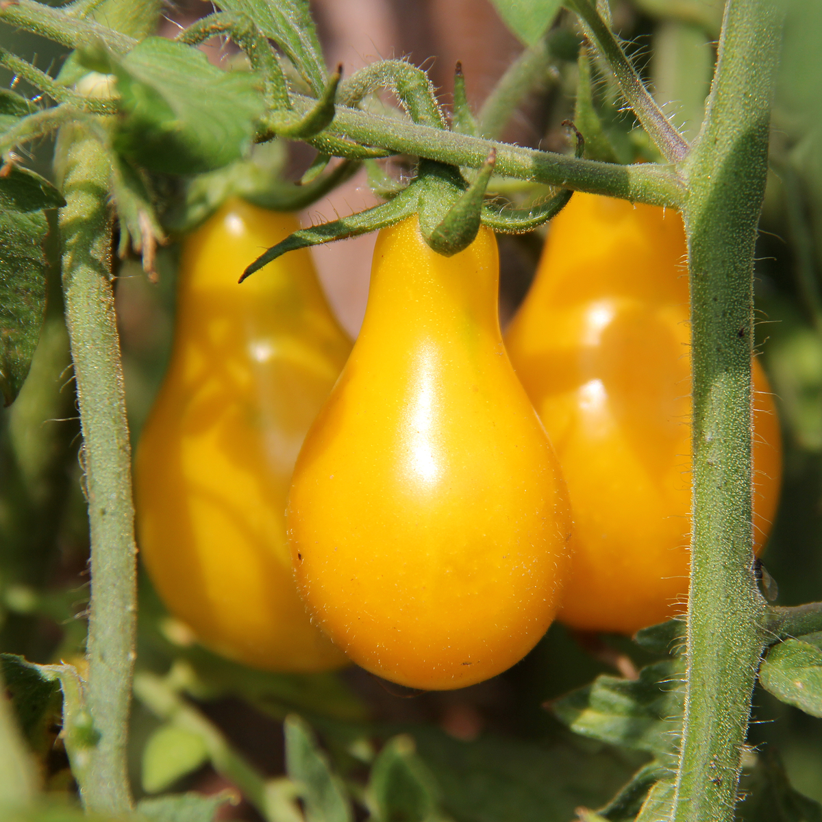 Pear Drops Tomato