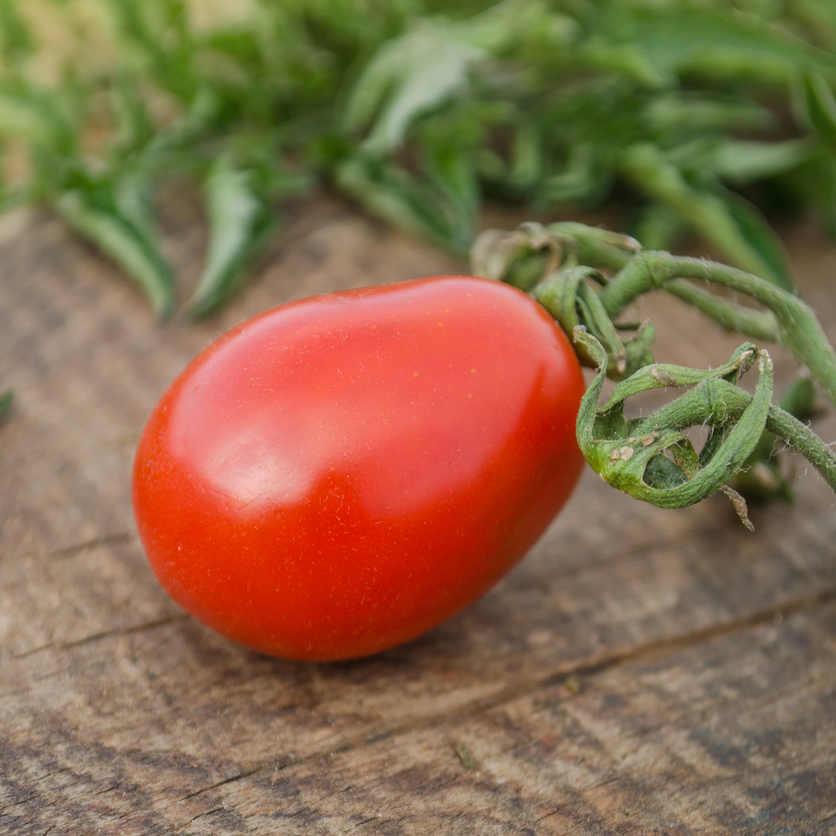 Red pear tomato