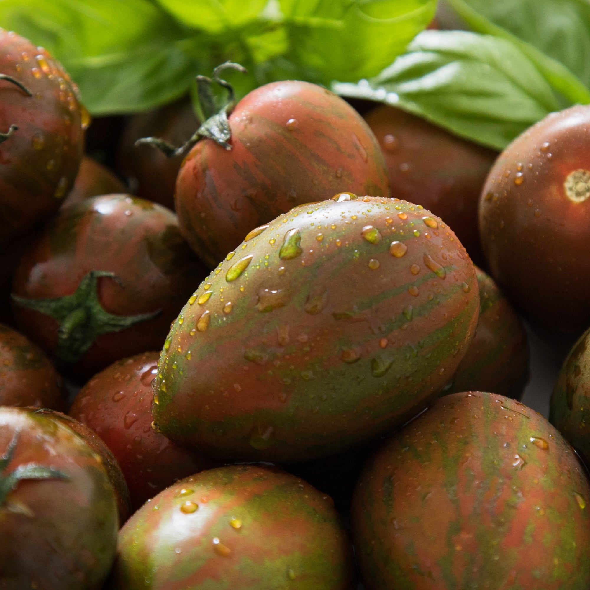 Tomate naine ‘Dwarf Audrey’s Love’ bio (<em>Solanum lycopersicum</em>)