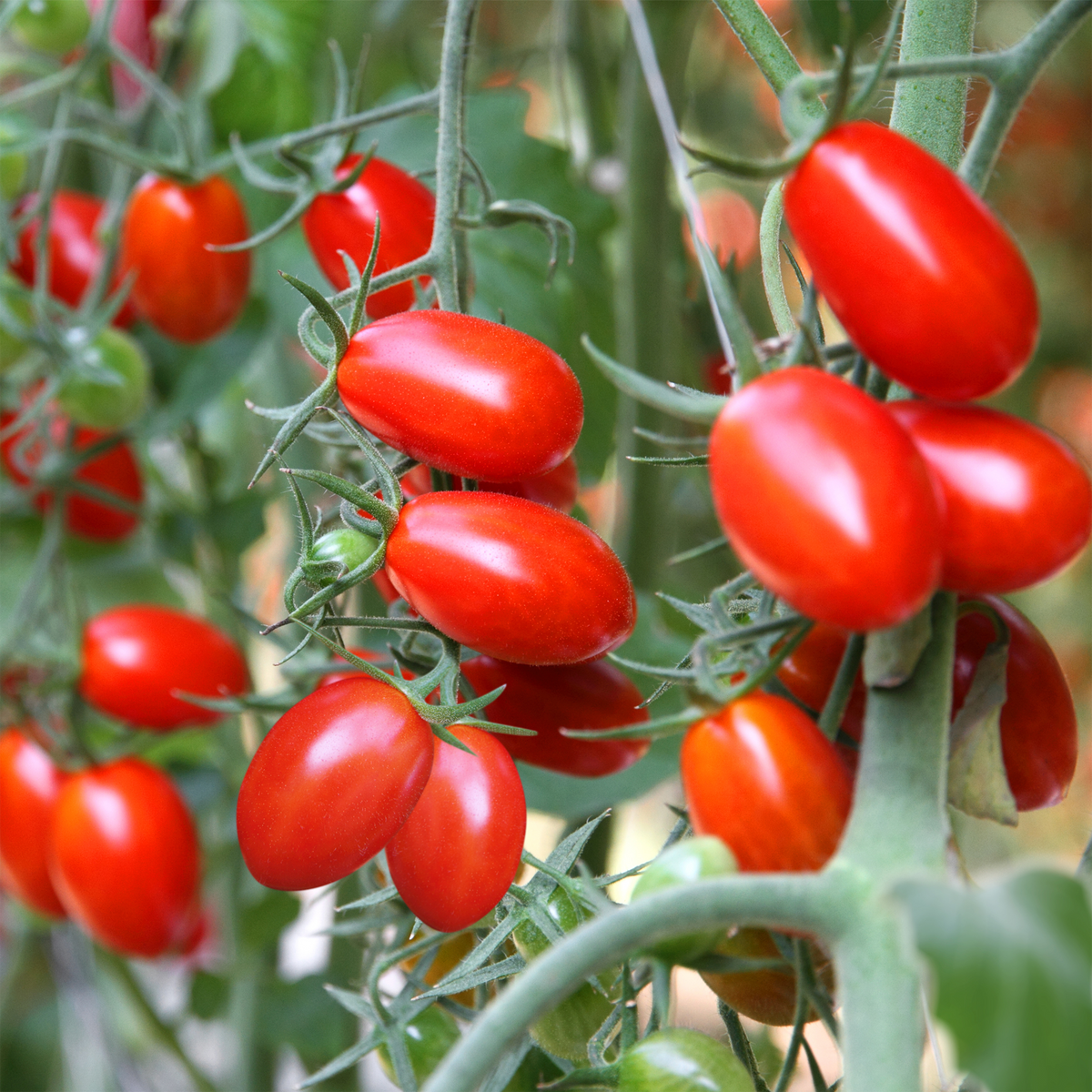 Juliet grape tomato