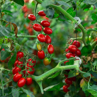 Des grappes de petites tomates allongées pendent parmi des branches et des feuilles vertes. La plupart des fruits sont rouges, avec quelques tomates vertes ou orangées dans le groupe. Les tiges se croisent en diagonale devant la végétation. Des reflets apparaissent sur les fruits du centre, tandis que les grappes plus éloignées sont légèrement floues.