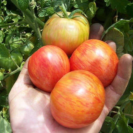 Organic 'Red Boar' Tomato