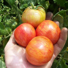 Organic 'Red Boar' Tomato