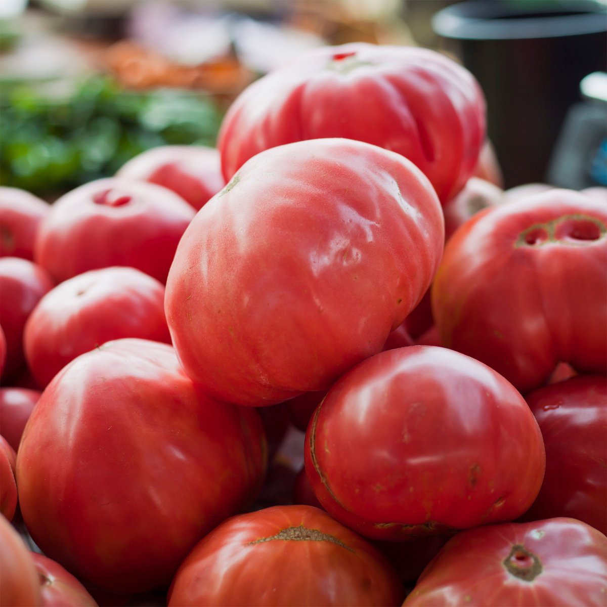 Tomate rose Coeur de Boeuf