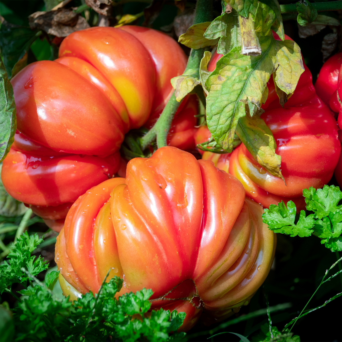 Big Brand Heirloom Marriage™ Pink Tomato