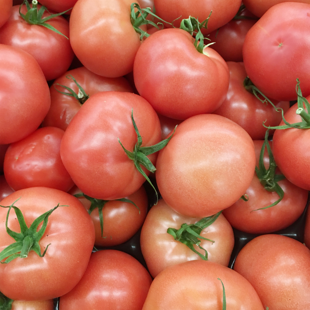 Pink Girl Pink Tomato