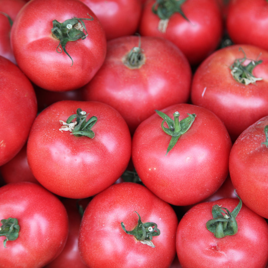 Tomate rose 'Ponderosa'