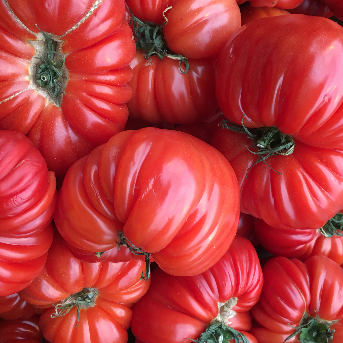 Tomate rouge Beefsteak