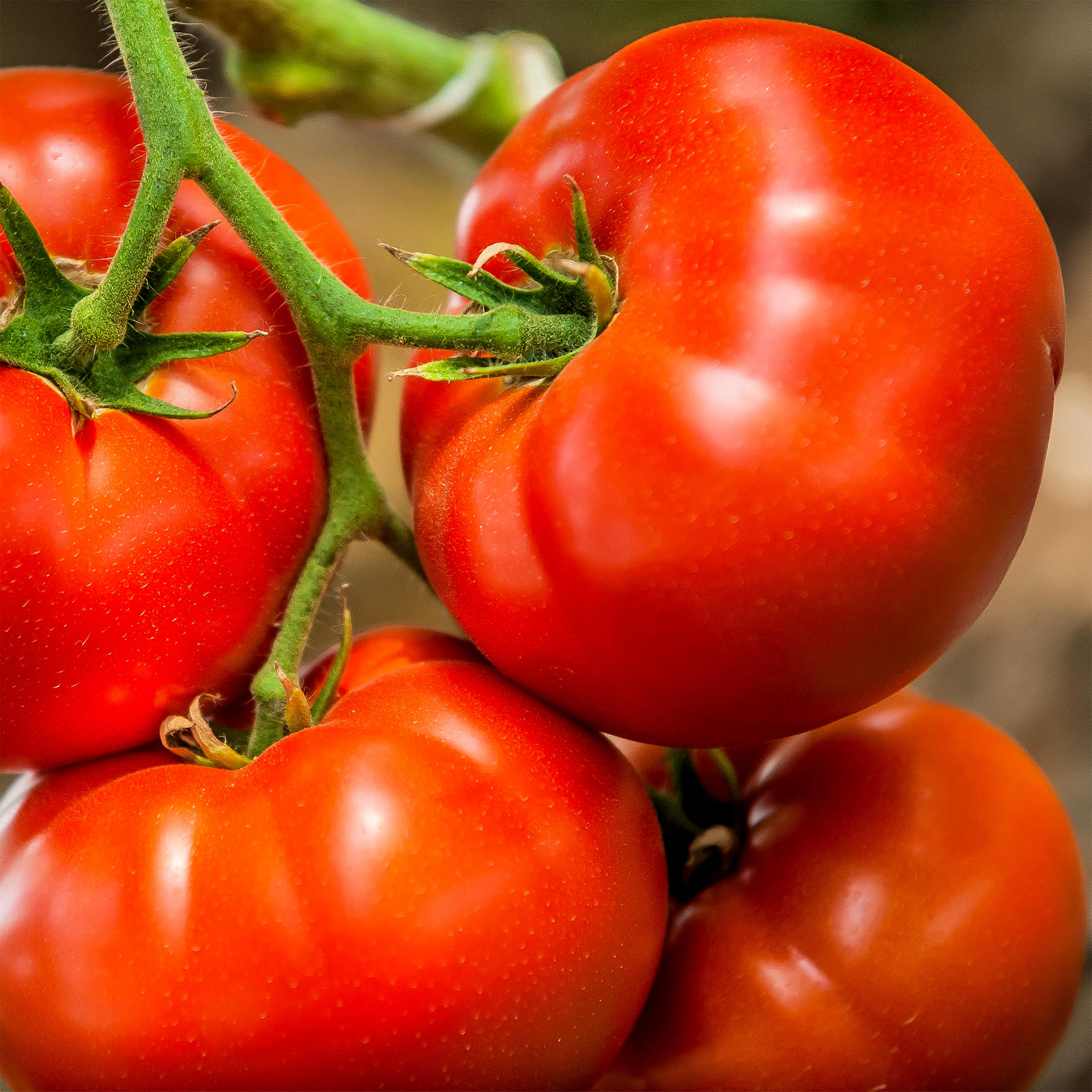Tomate rouge Big Beef