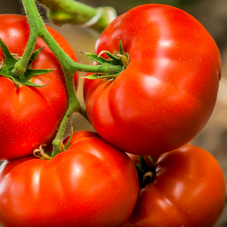 Tomate rouge Big Beef