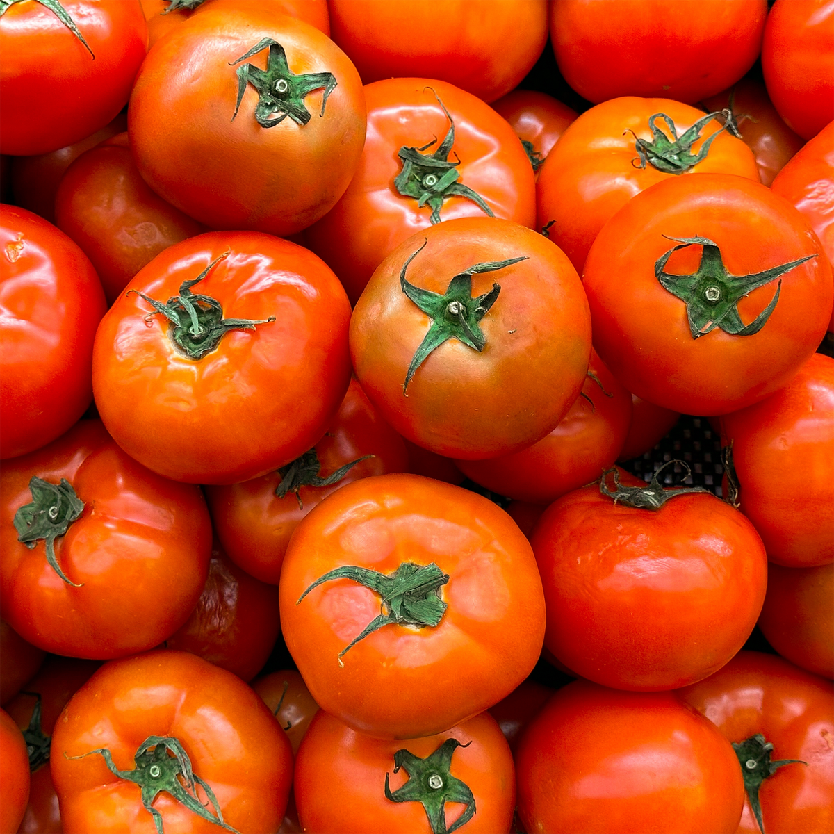 Celebrity Red Tomato