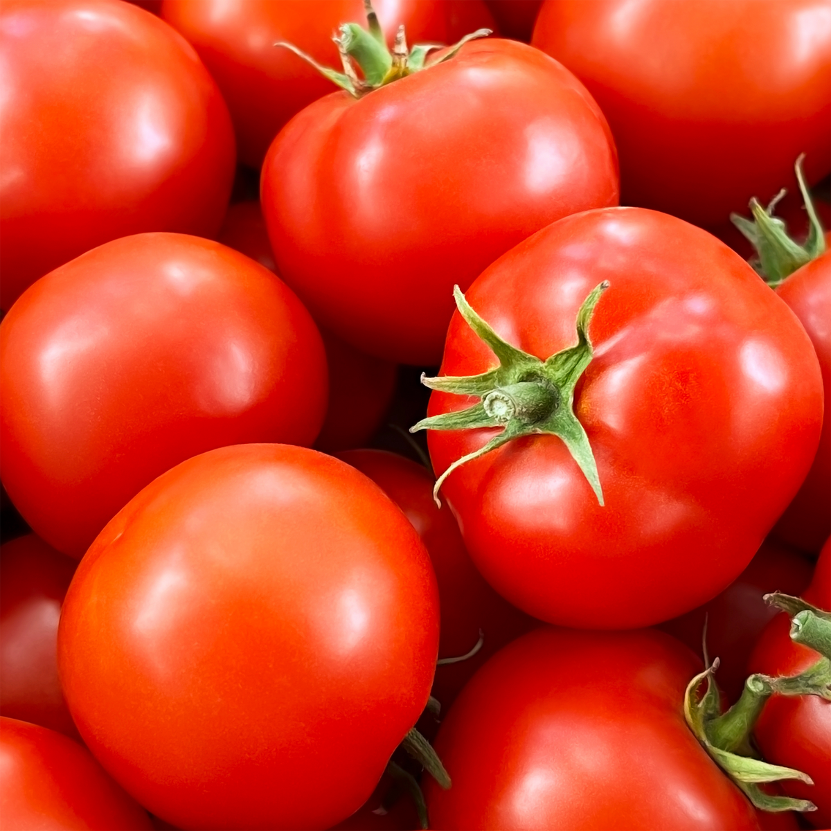 Tomate rouge Fantastique