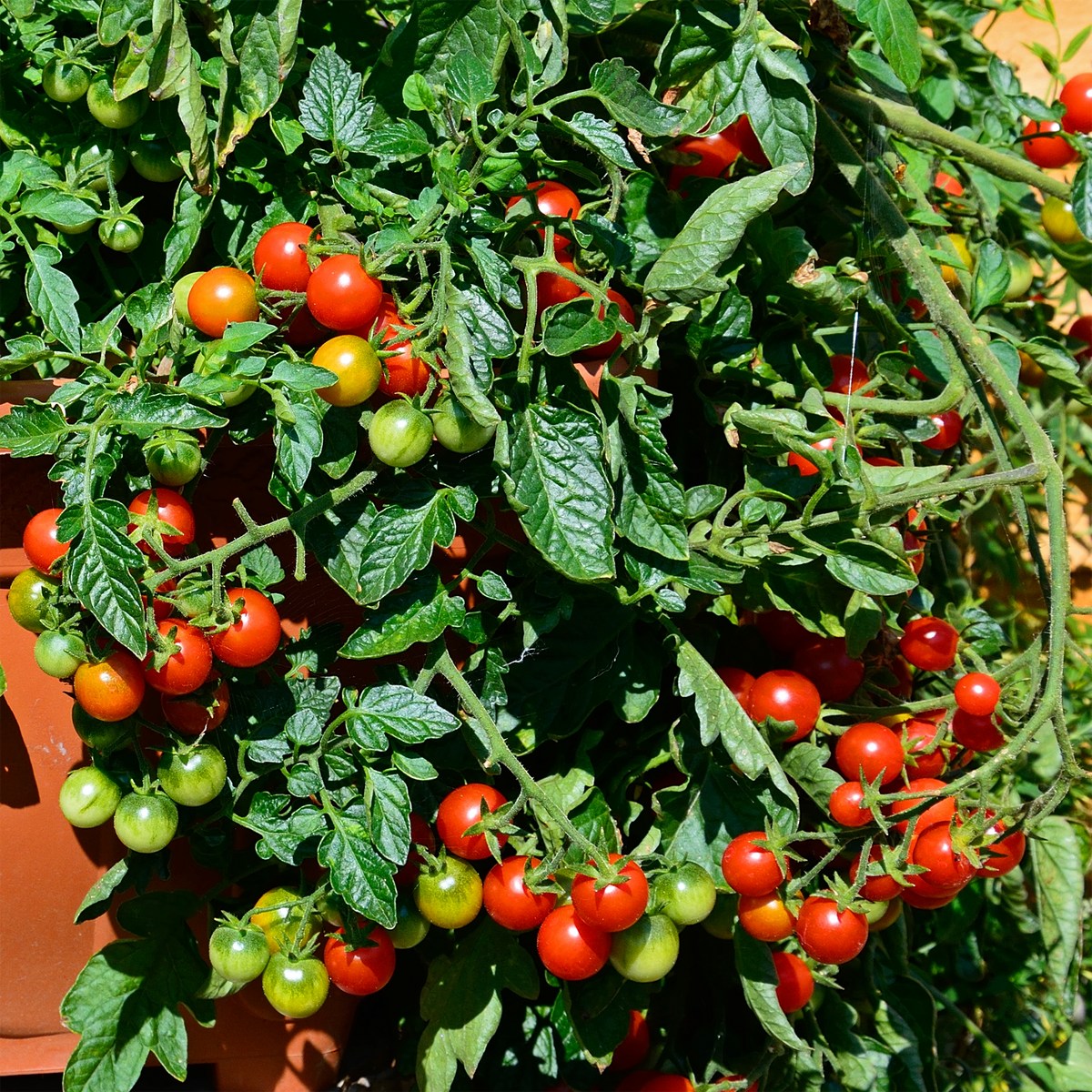 Patio F1 Red Tomato