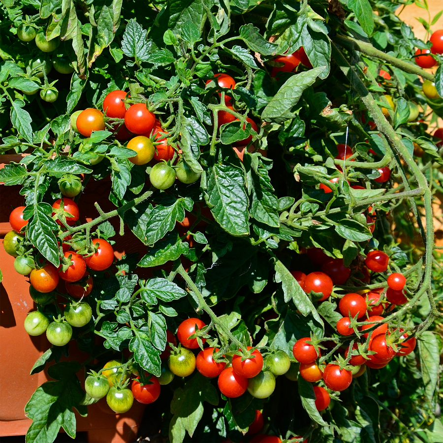 Tomate rouge Patio F1