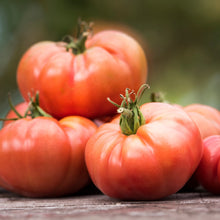 Organic ‘Fireworks’ tomato (<em>Solanum lycopersicum</em>)