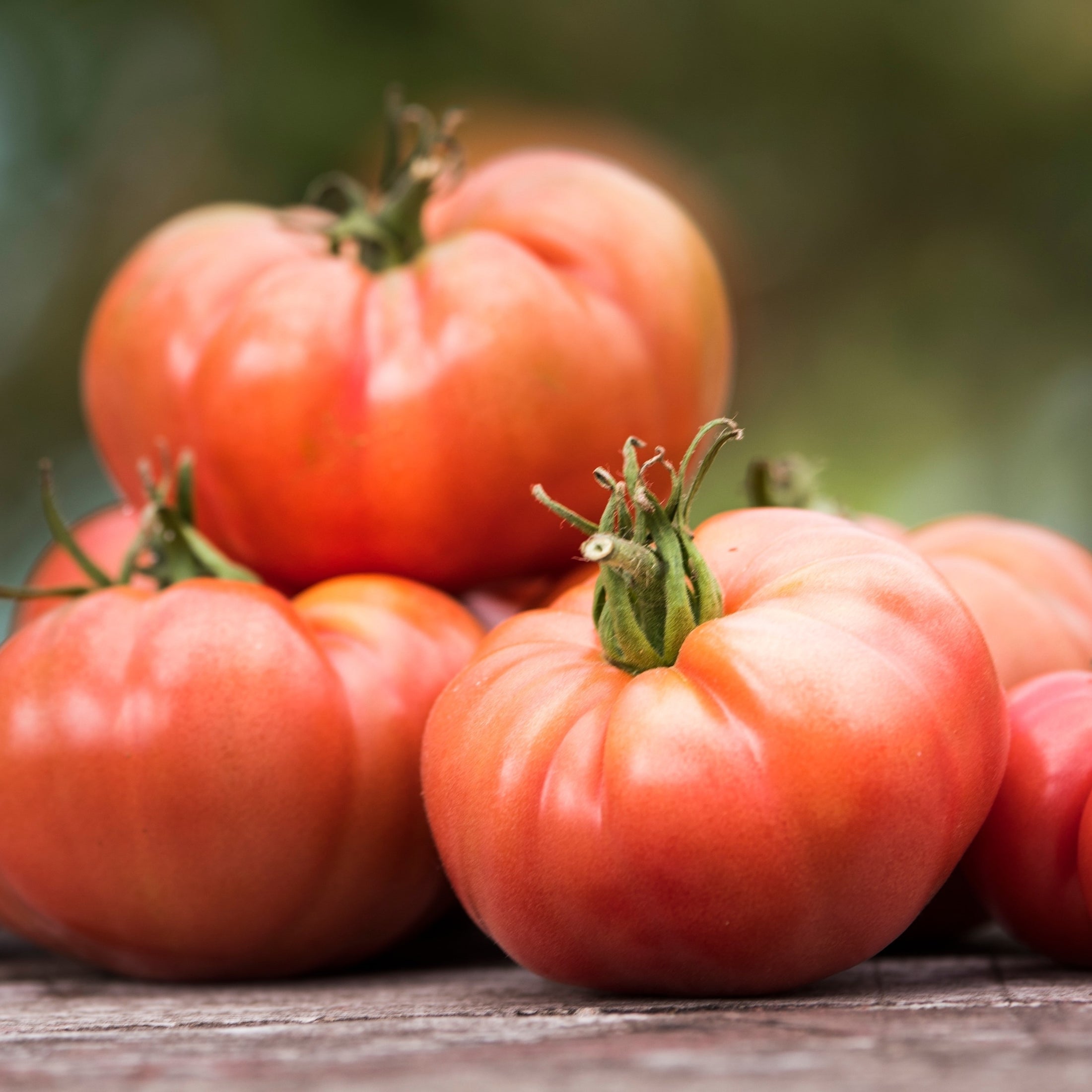 Organic ‘Fireworks’ tomato (<em>Solanum lycopersicum</em>)