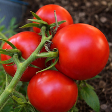 Tomate rouge ‘Montreal Tasty’ (<em>Solanum lycopersicum</em>)