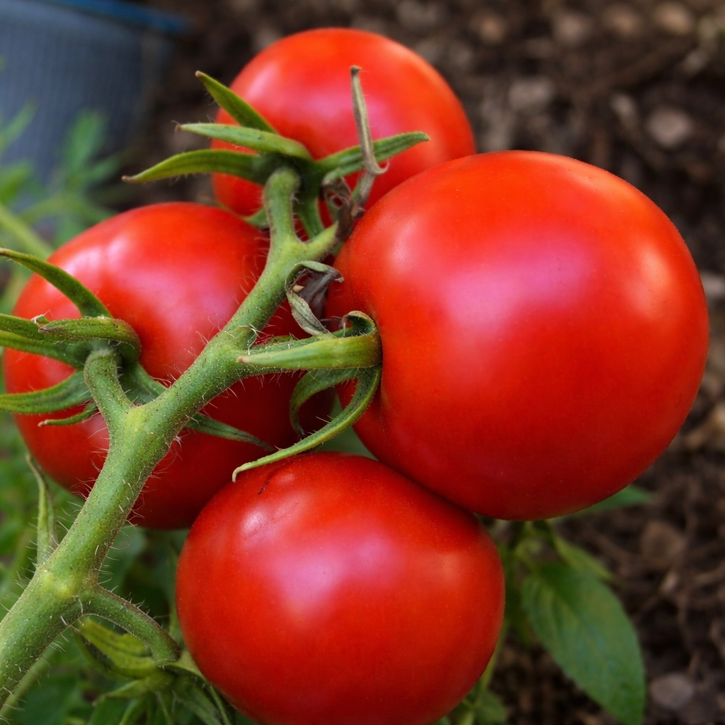 Tomate rouge ‘Montreal Tasty’ (<em>Solanum lycopersicum</em>)